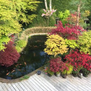 Stock photo of garden decking painted white / whitewash paint with irregular koi pond, red and white kohaku koi carp, oriental Zen Japanese garden maples with azaleas / rhododendron shrubs in flower pots.