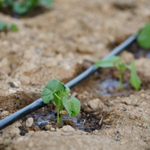 Drip irrigation system